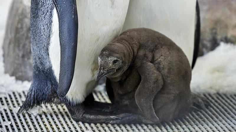 Penguin chick Pesto melts hearts at Melbourne aquarium