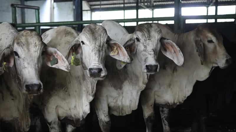 Indonesia may ban NT exporter linked to cattle deaths