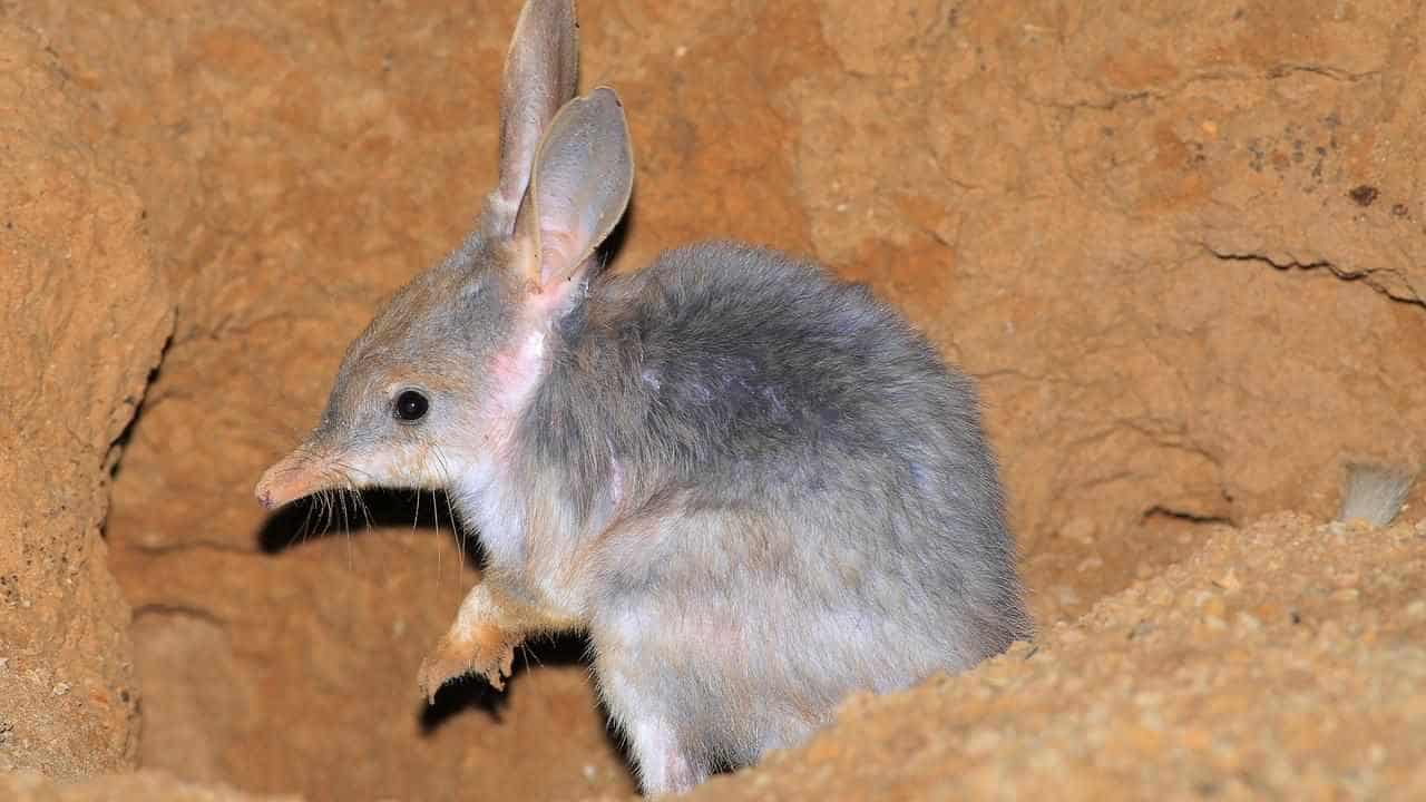 New plans to protect bilbies from extinction