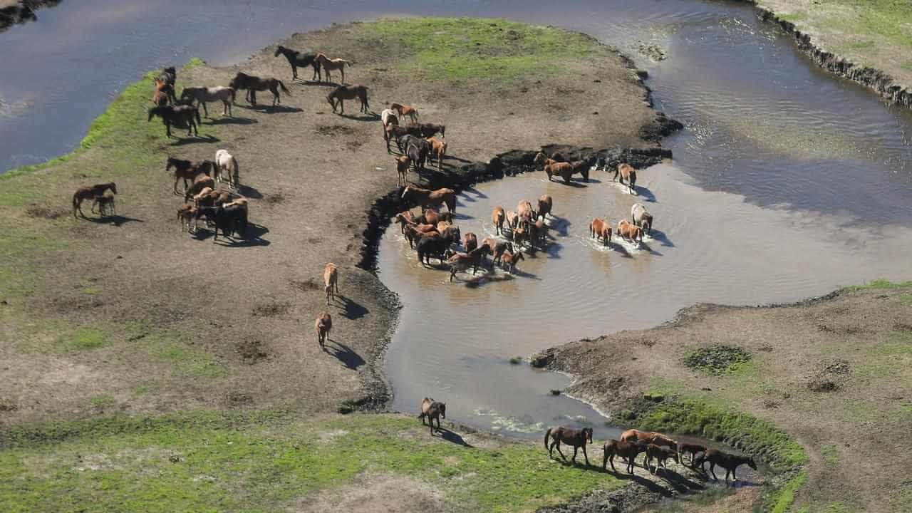 National park closed for helicopter brumby culls