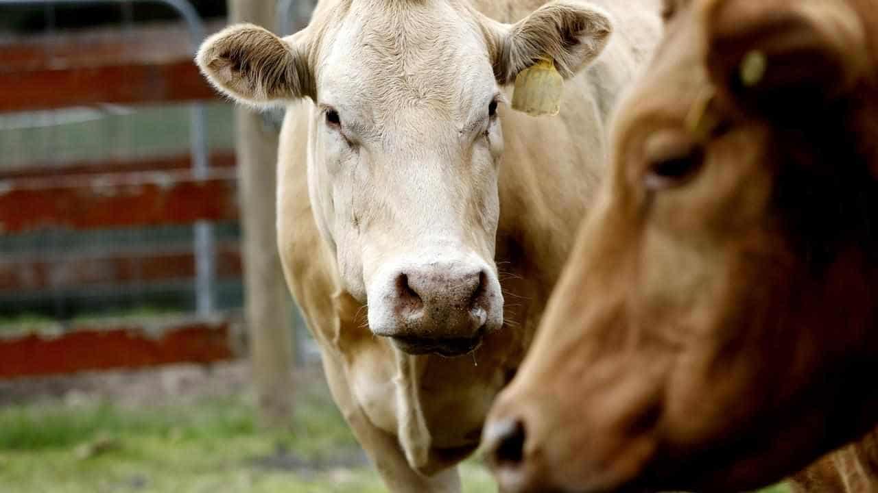 Cattle prices to soar but steaks shouldn't cost more