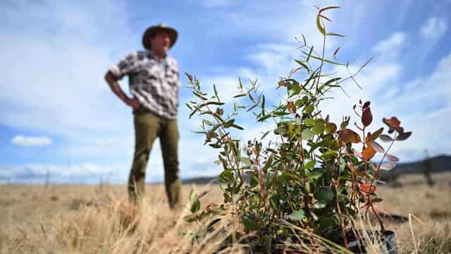 'New phase' of carbon markets seeks impact not offsets