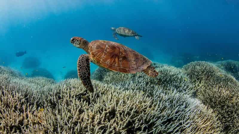 Coral bleaching hits 75 per cent of Great Barrier Reef