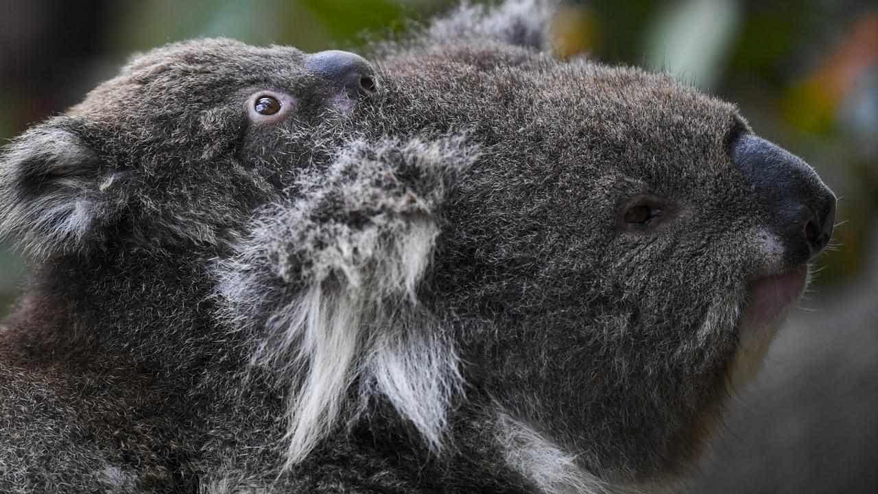 NSW govt faces fresh assault over native forest logging