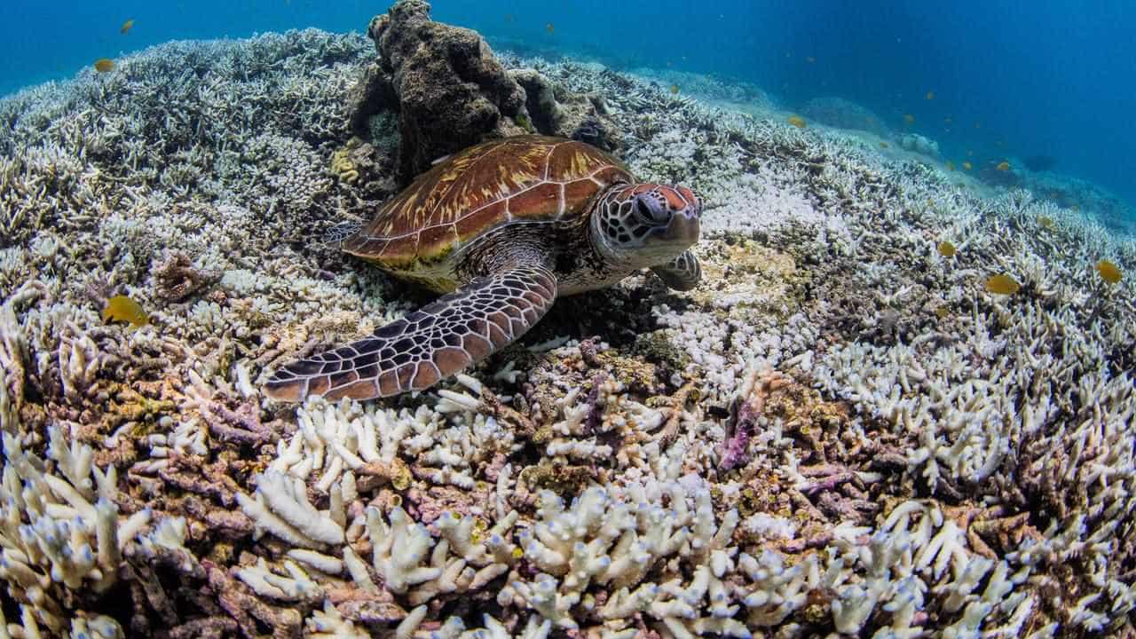 Parts of Great Barrier Reef insulated from bleaching