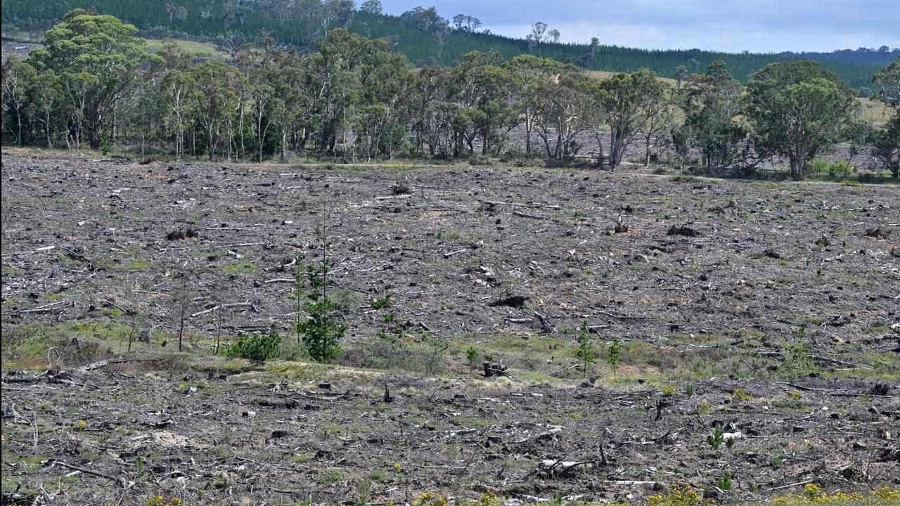 Australia forecast to become a carbon credit factory