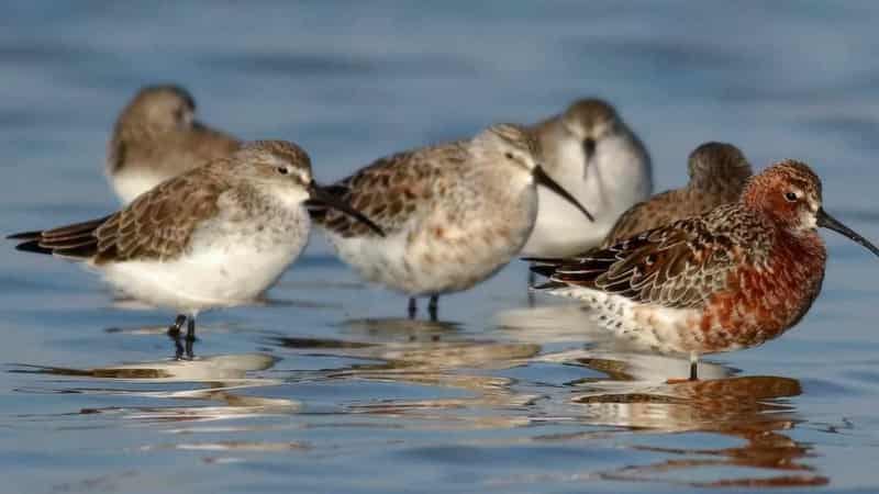 Federal cash to help protect treasured wetlands