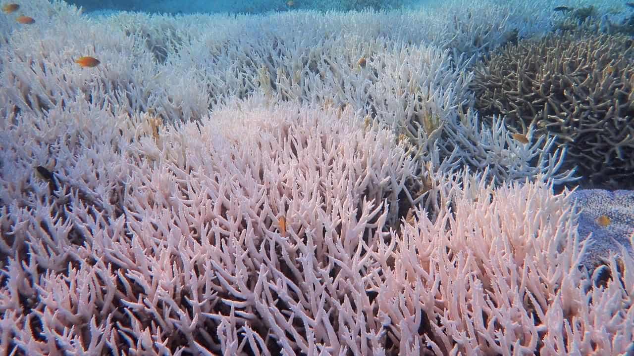 Coral reefs hit by fourth global bleaching event