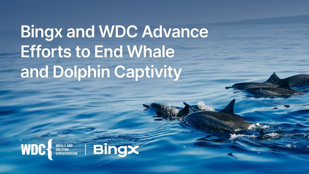 BingX and WDC Made Progress in Ending Captivity of Whales and Dolphins
