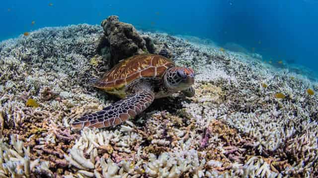 'Gut-wrenching' bleaching hits Great Barrier Reef again