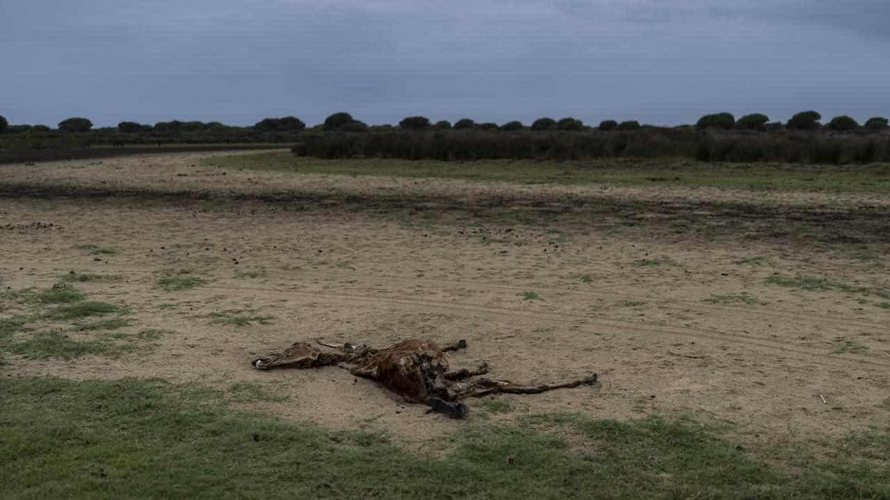 Hundreds of dead horses found at NSW property