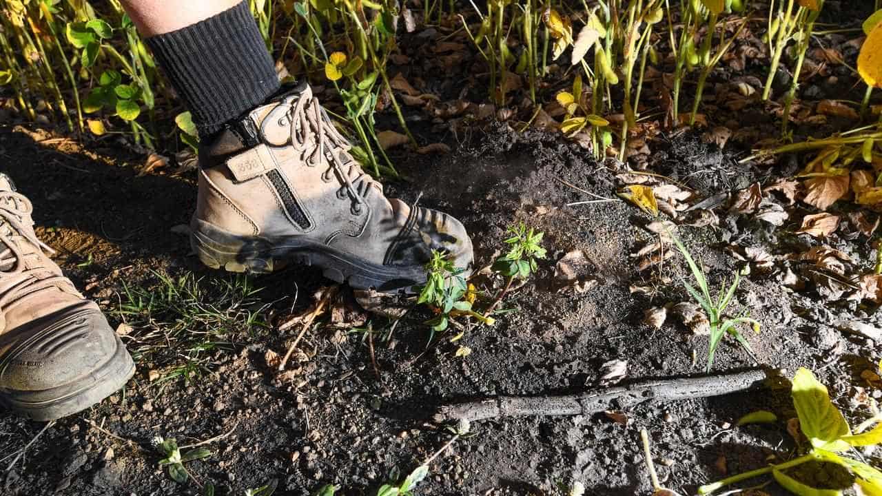 Fire ants found for first time in Murray Darling Basin