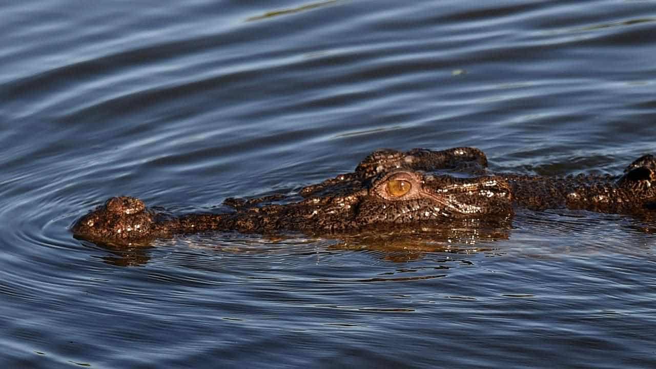 Four-metre croc euthanised after boy's body found