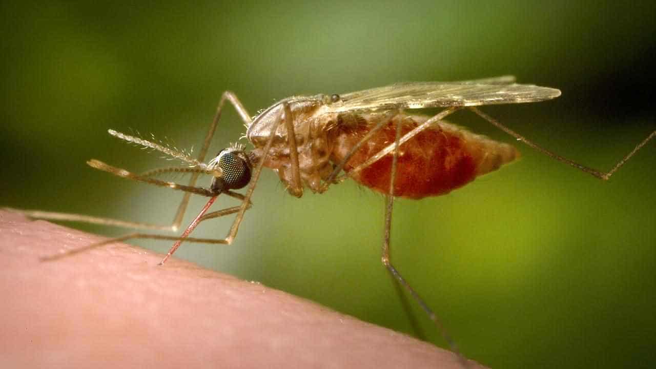 Malaria aid ramped up for southeast Asia, Pacific