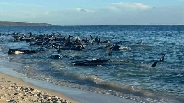 Whale found at WA beach after mass stranding nearby