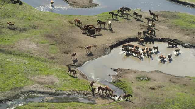 Govt probes brumby rehoming on illegal knackery claims