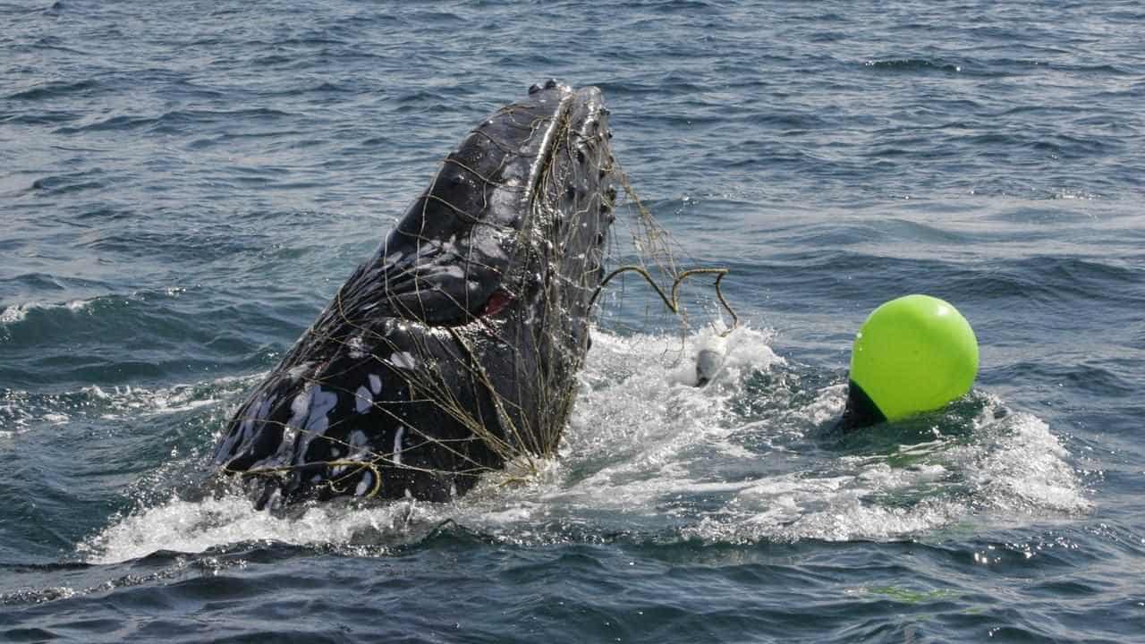 By-catch fears prompt ban calls as shark nets removed