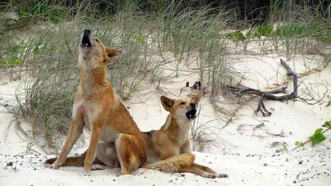 Dingo bites boy in latest attack on holiday island