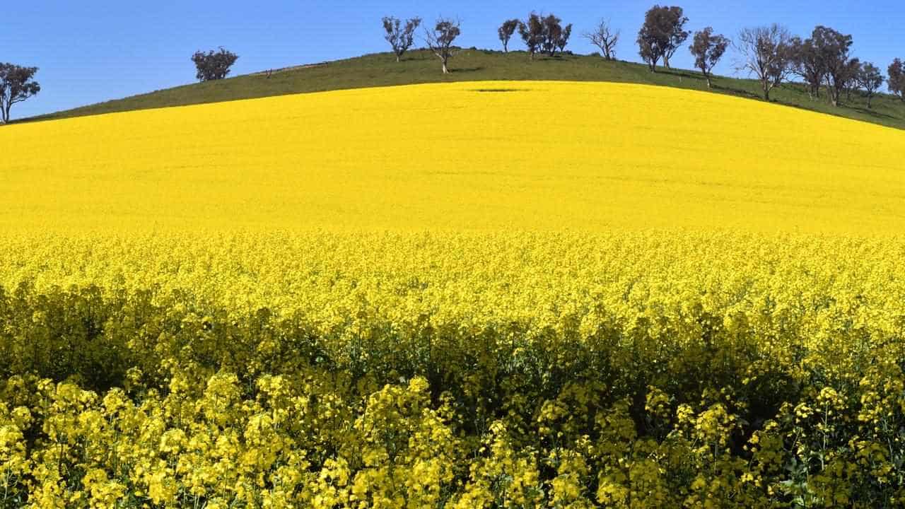 Price of Aussie farmland set for slower growth