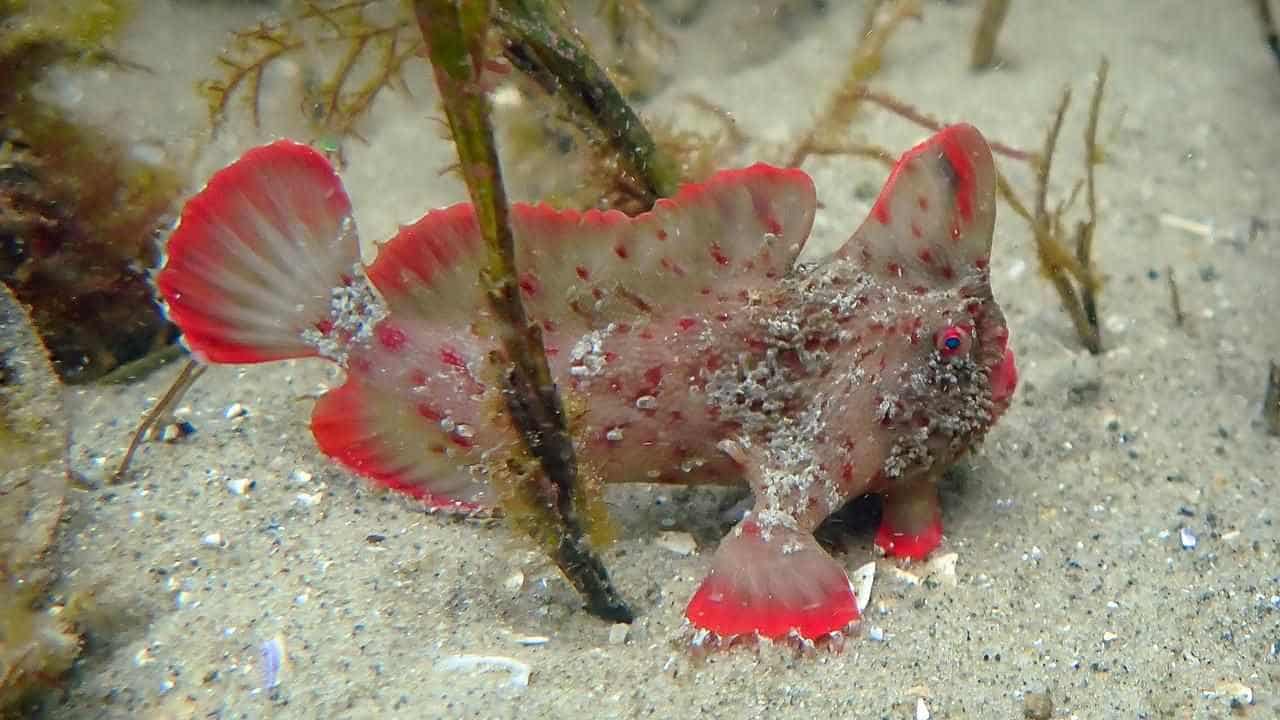 Rare handfish returned to wild after heatwave 'rescue'