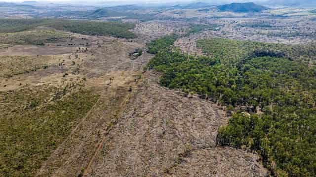 Cattle group to fight EU's beefed up deforestation laws