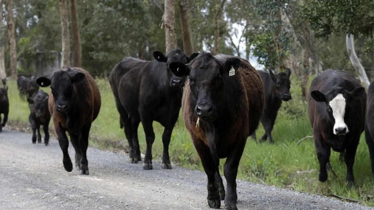 Three men accused of $250,000 Kimberley cattle rustling