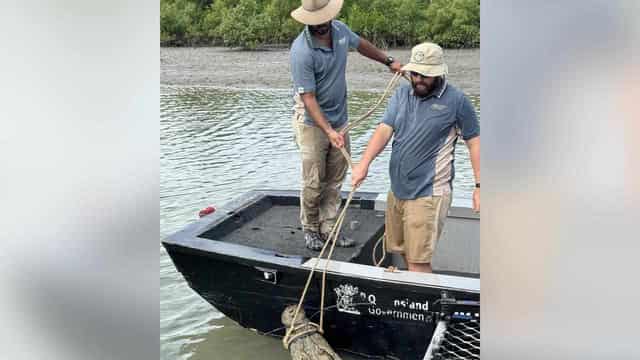 Huge croc removed from north Queensland marina