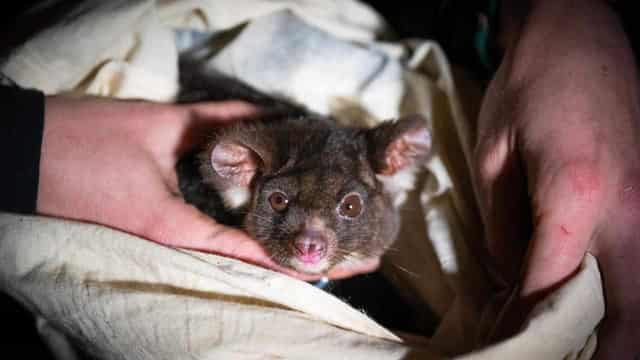 Glider death sparks new forests management debate