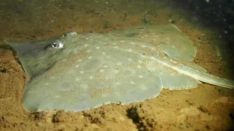 Water quality 'improvement' in salmon farming harbour