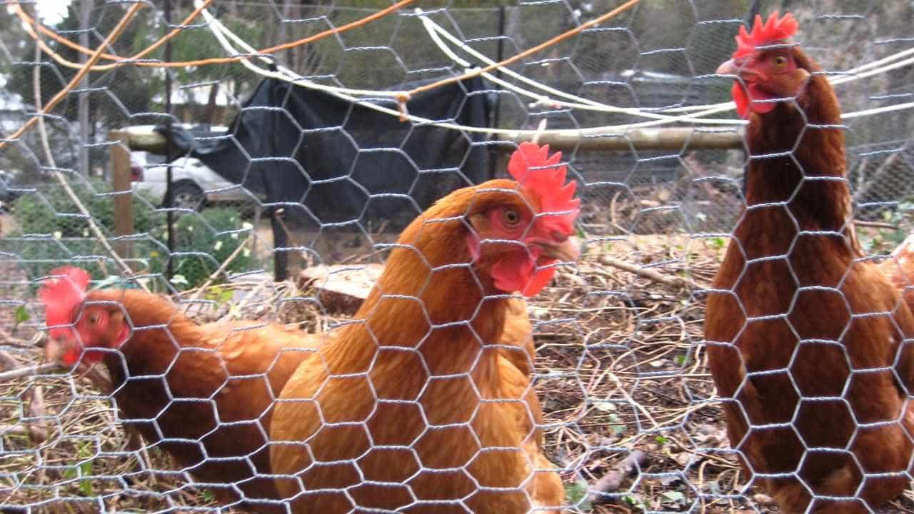 Bird flu outbreak sparks mass cull of farmed chickens