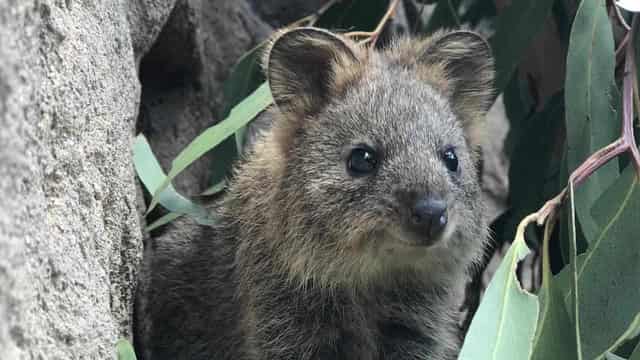 Threatened species get $24 million funding boost