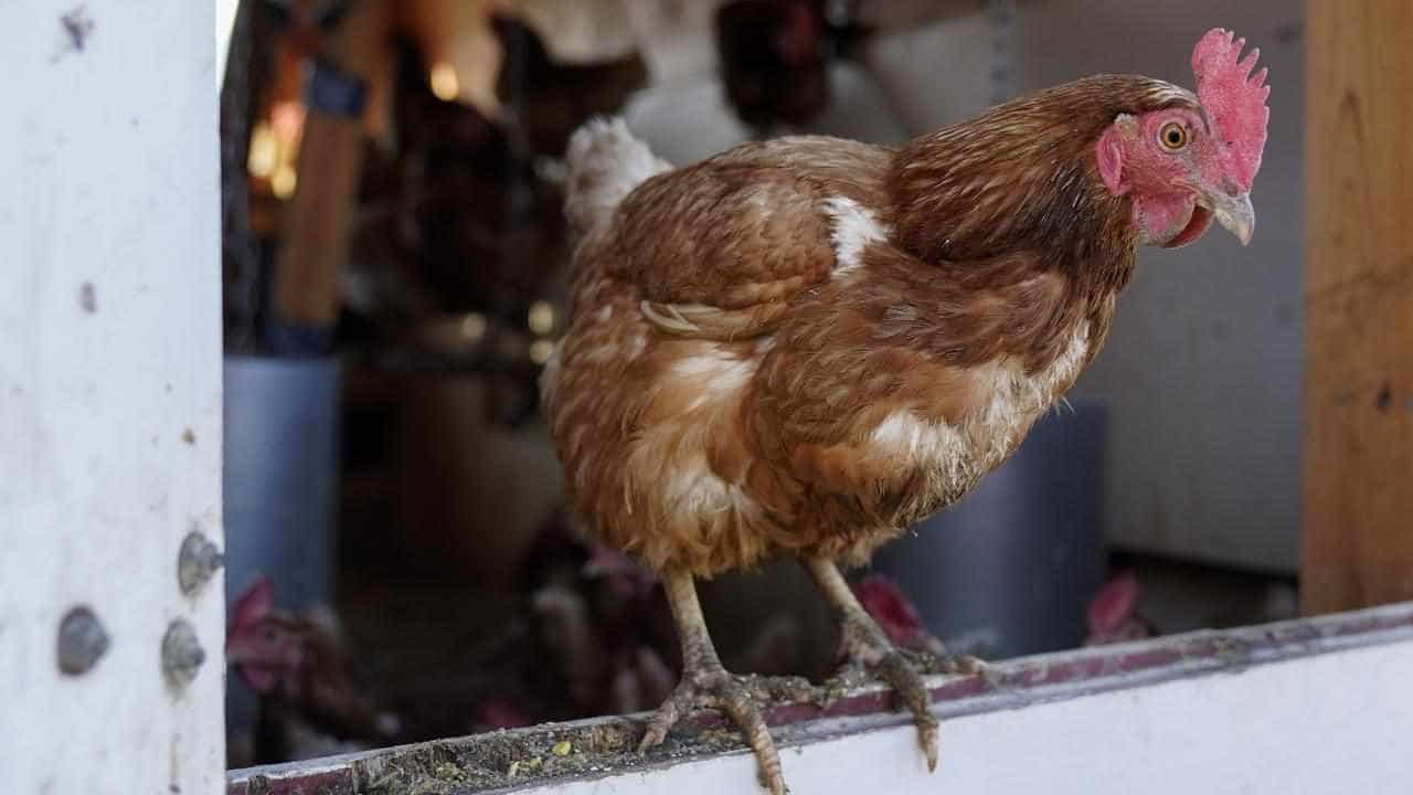 Bird flu at second farm as farmers on high alert