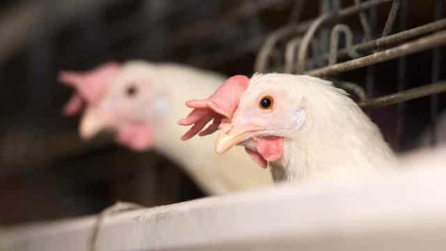 US curbs Victorian poultry imports on bird flu concerns