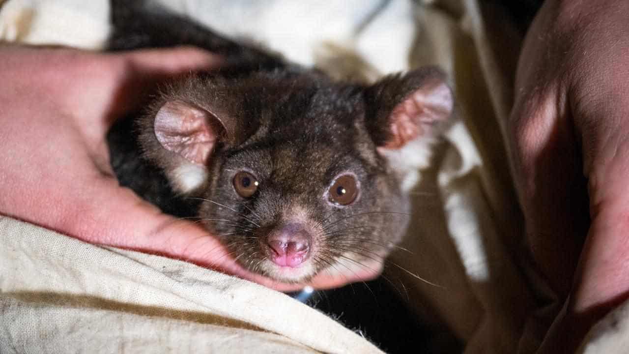 Logging changes leave glider in hot water