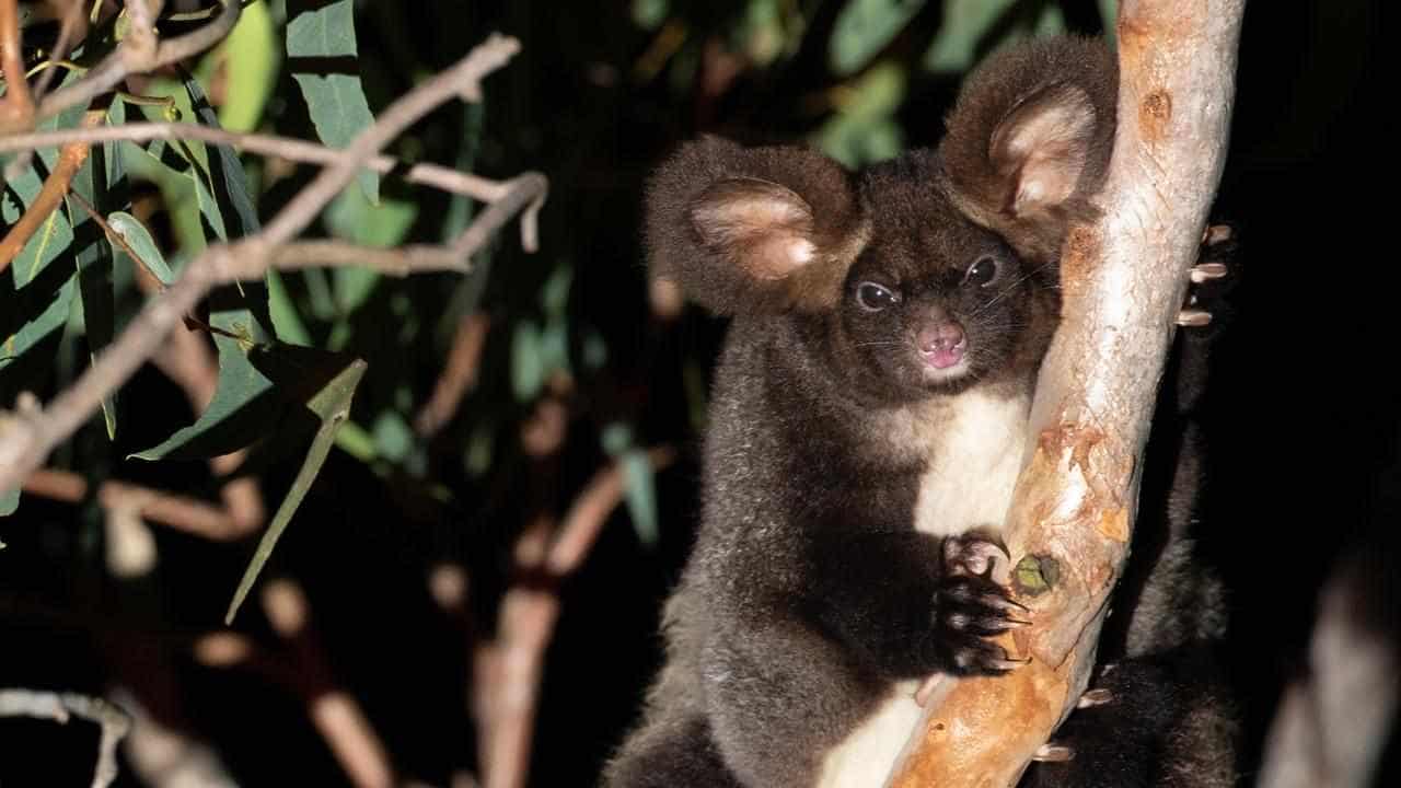 Court action launched over endangered glider's death