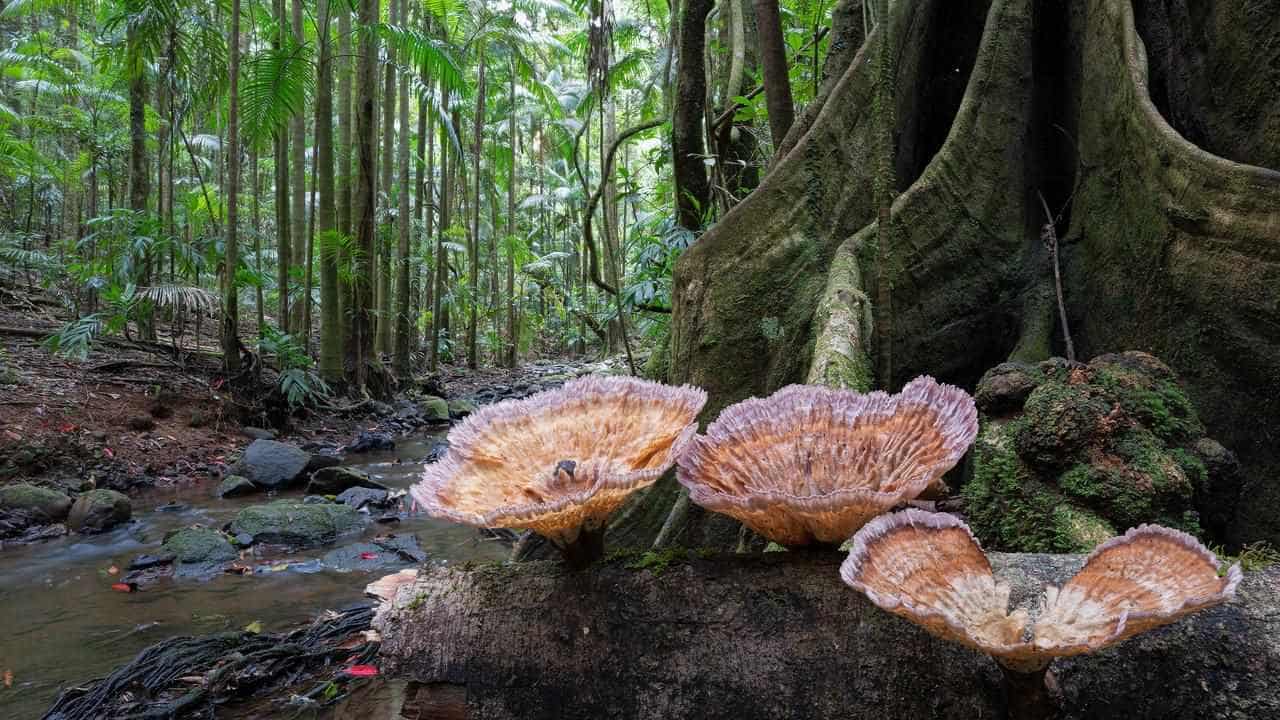 Climate groups lash out at environment protection laws