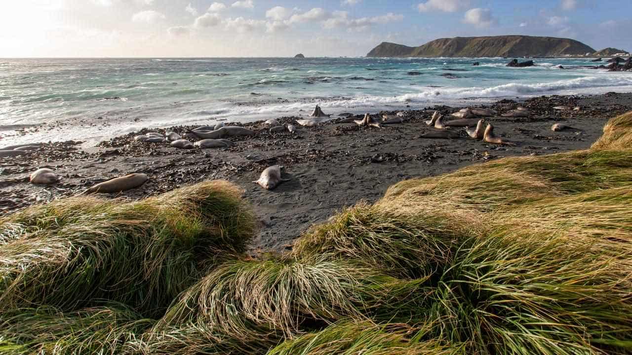 Remote island's 'miraculous' pest-free transformation