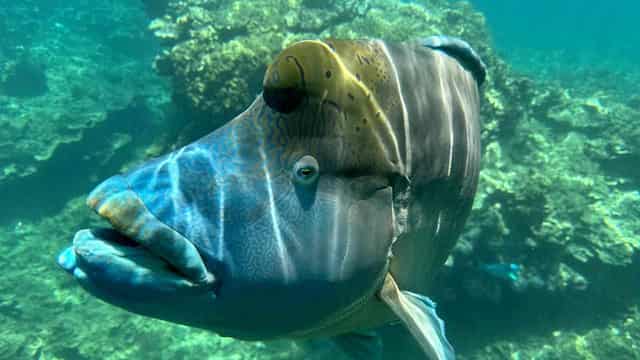 Barrier Reef waters still loaded with farm pollutants