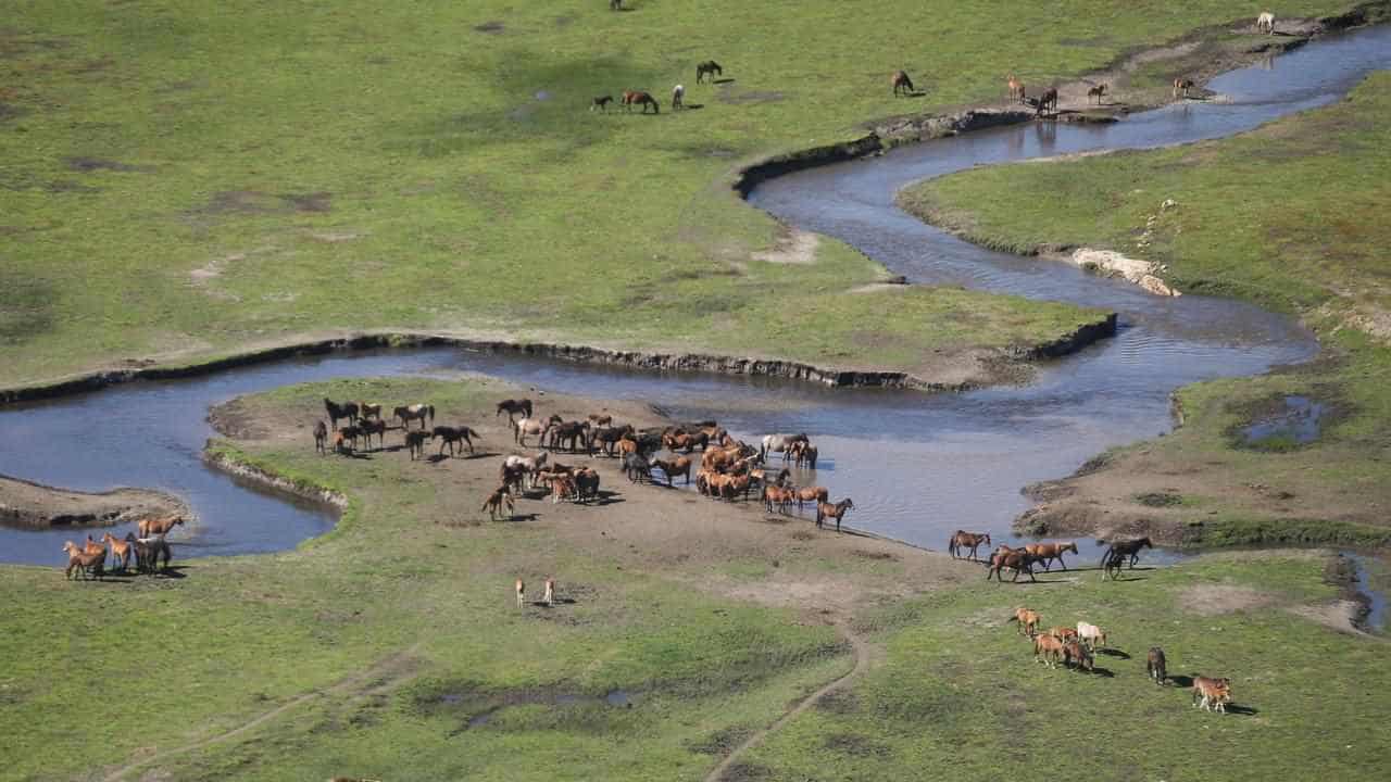 Judge mulls halt of 'unlawful, inhumane' brumby culling