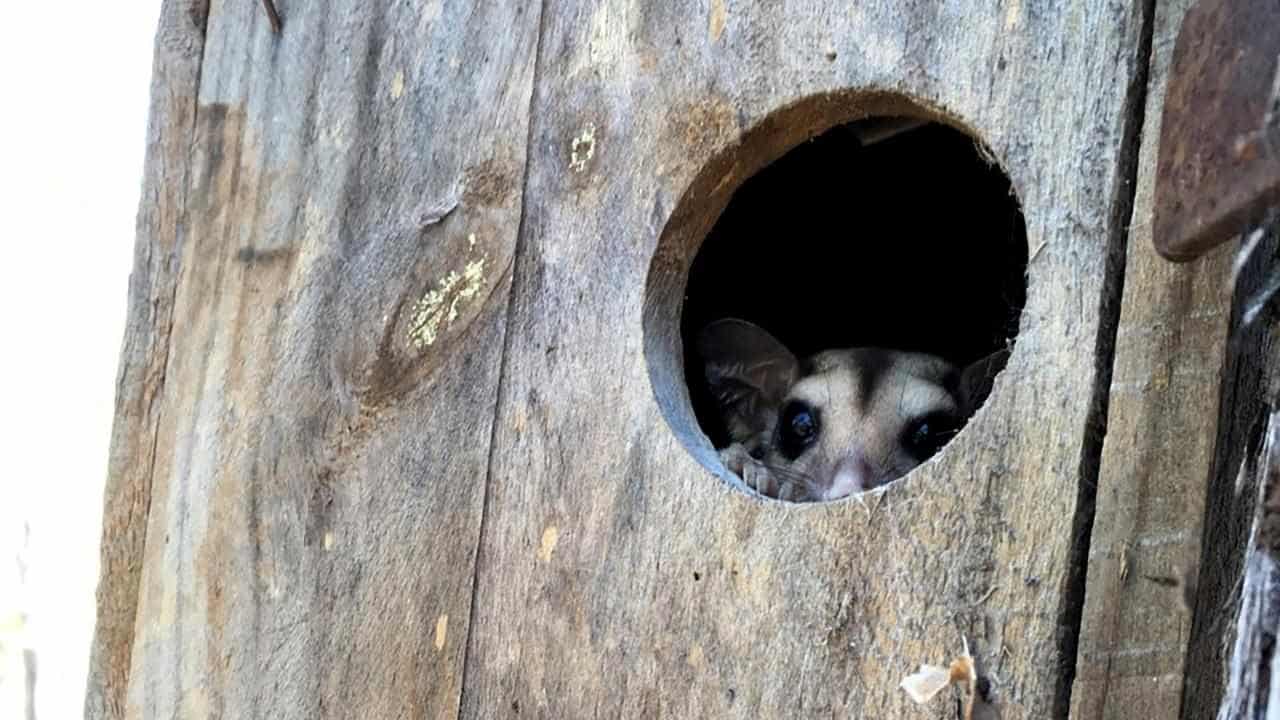 Fears land clearing will lead to tree mammal extinction