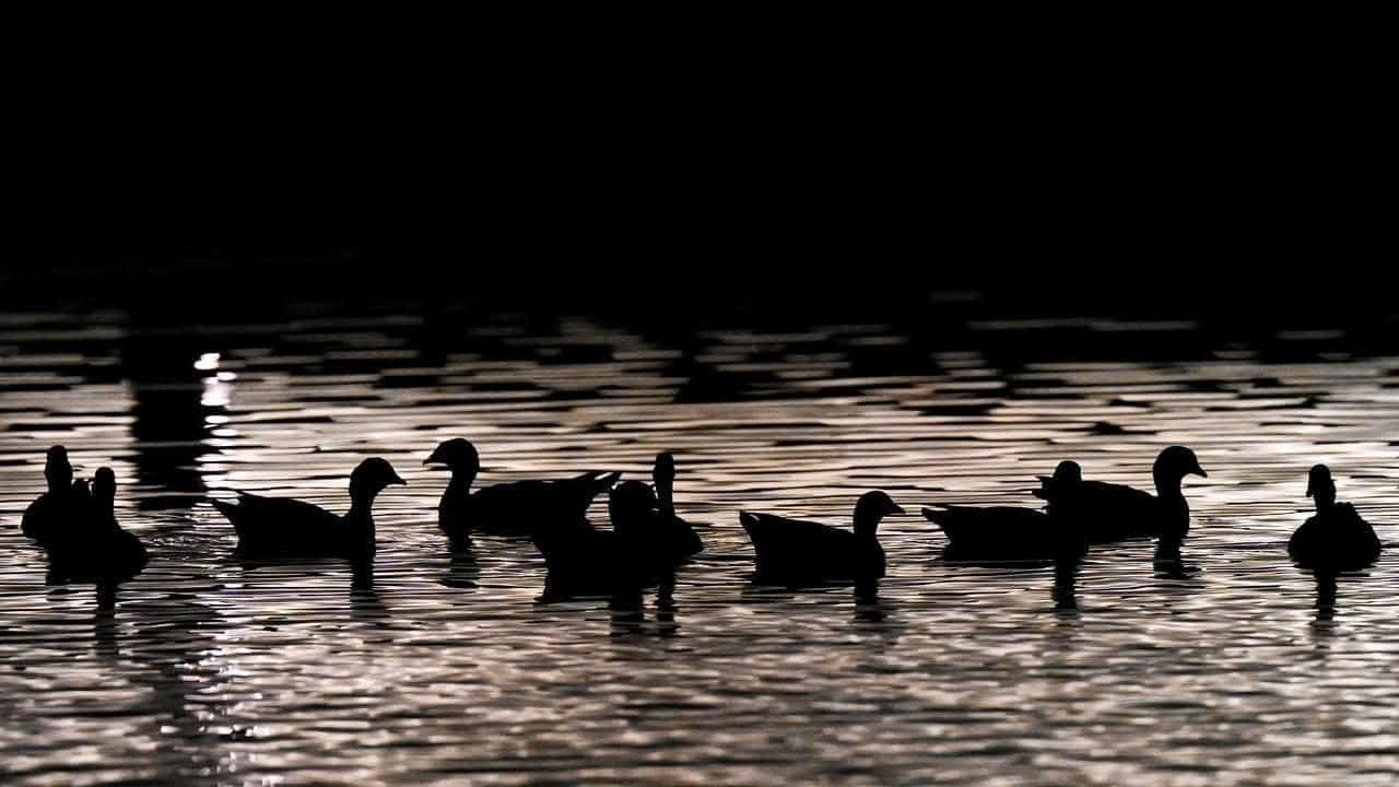 Ducks culled as flu hits sixth Victorian farm