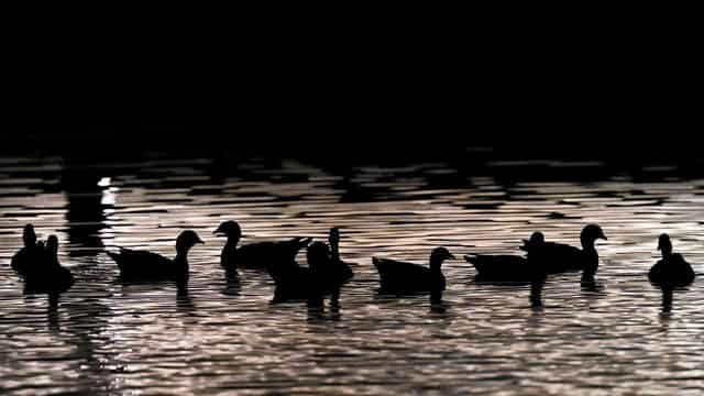 Ducks culled as flu hits sixth Victorian farm