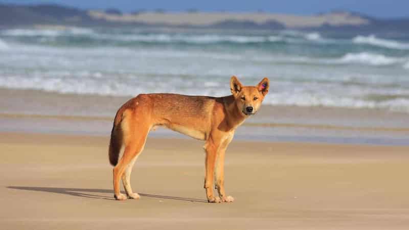 Dingo bites toddler at popular holiday destination