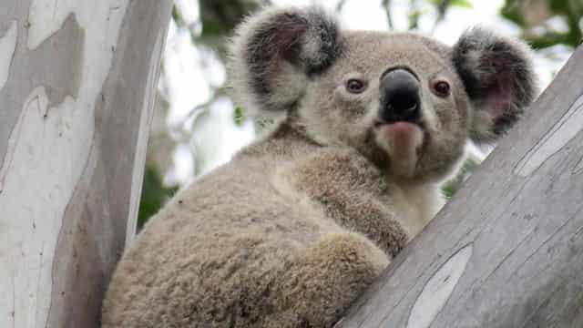 Reject mines to protect koalas: environmental groups