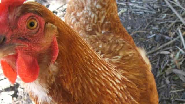 Mass bird-cull ordered to stop flu at second NSW farm