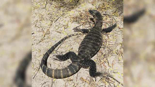 Maggot-munching goannas can help sheep with flystrike