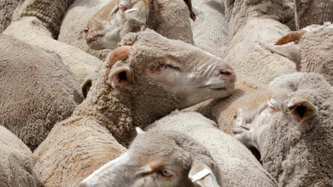 Ban on live sheep exports clears lower house