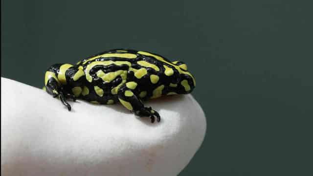 Zoo centre helping frogs, lizards survive climate peril