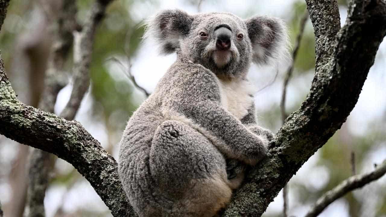 Rinehart gas project expansion sparks koala death fears