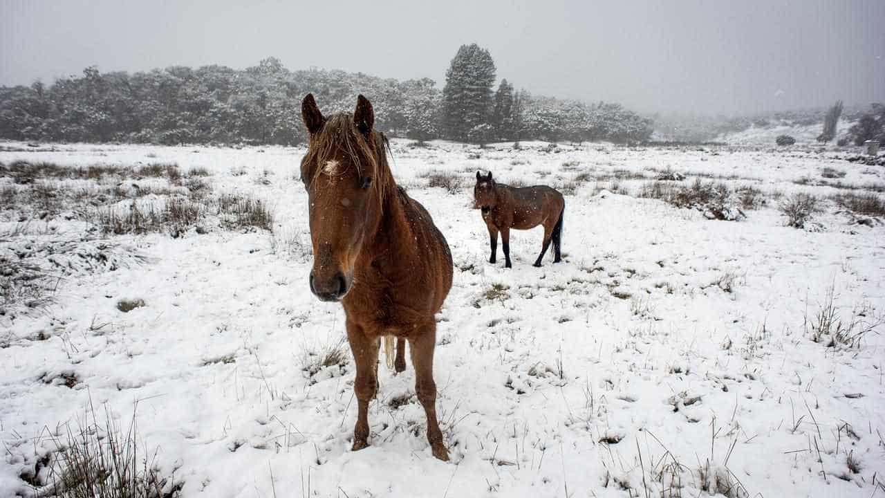 Program failures to blame for rehomed brumby deaths